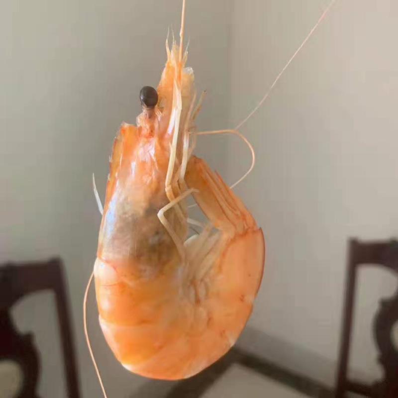 厄瓜多尔白虾 原装 欢迎询价、团购