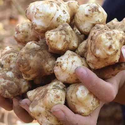 阜阳 大量洋姜供应