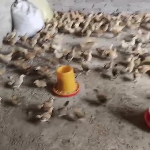 开阳县红瑶鸡苗 正宗红瑶土鸡