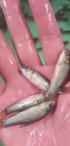 南宁丁桂鱼苗 丁桂鱼