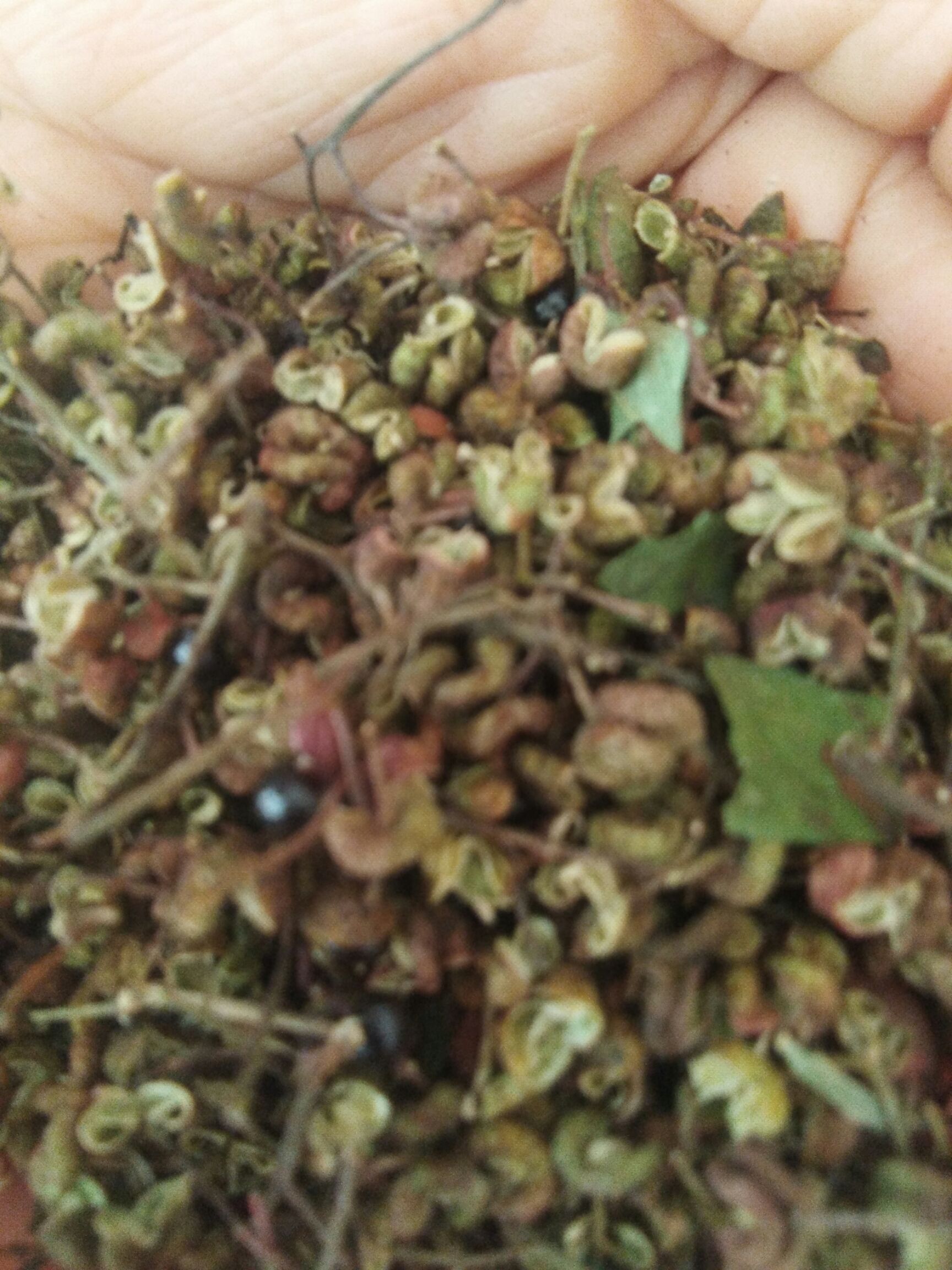  富平山里花椒红了，正在采摘当中