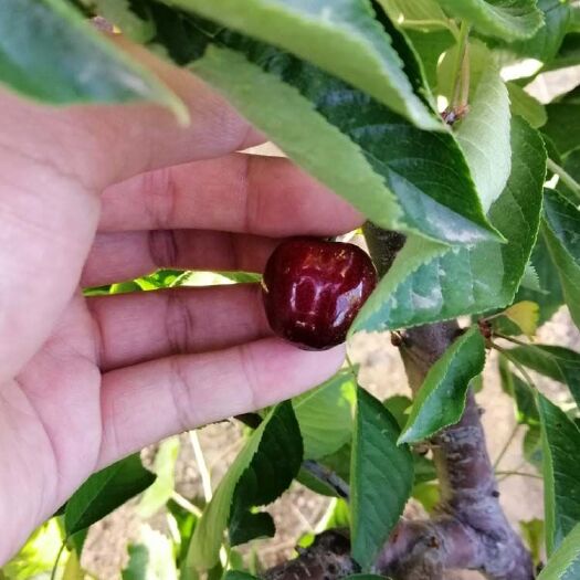 泰安 俄八矮化樱桃苗(含香)来自俄罗斯的樱桃品种，新品种樱桃苗。