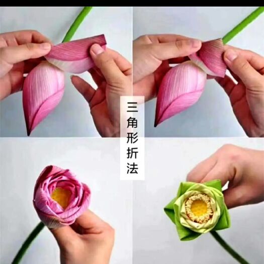 安新县 白洋淀荷花包