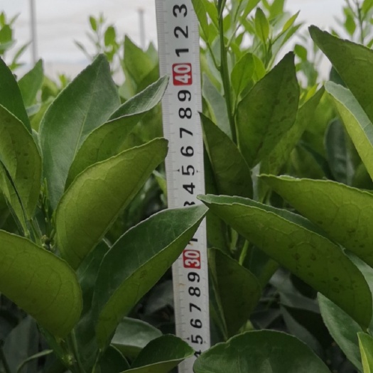 宁都县赣南脐橙苗 优惠脐橙杯苗 赣南脐橙营养袋苗 纽荷尔脐橙杯苗容器苗