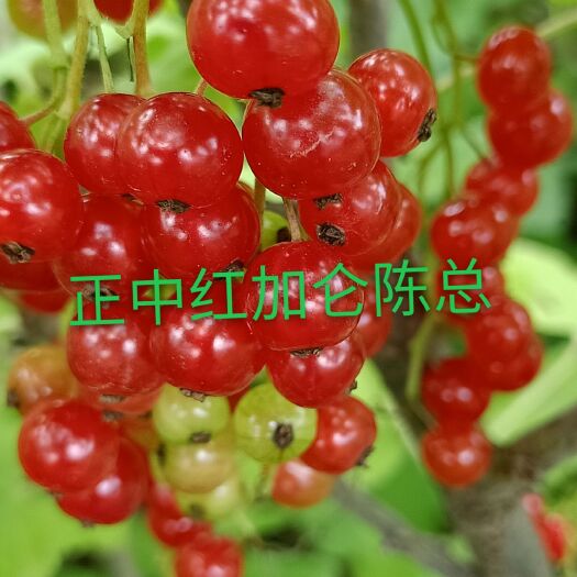 靖宇县黑加仑苗  红加仑苗