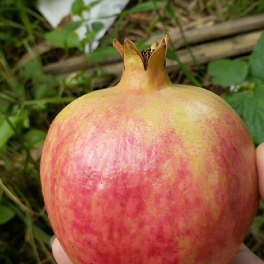 攀枝花 突尼斯软子石榴