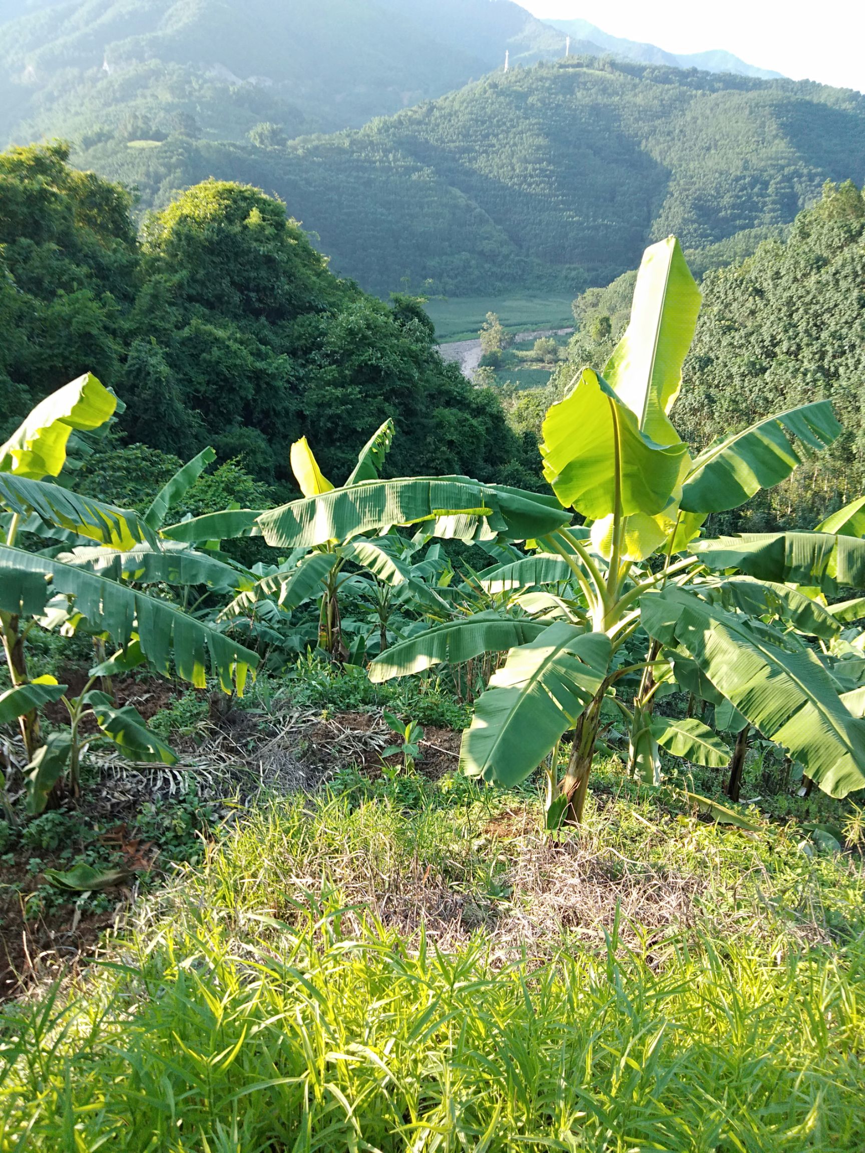 云南镇沅芭蕉香蕉种植基地直发