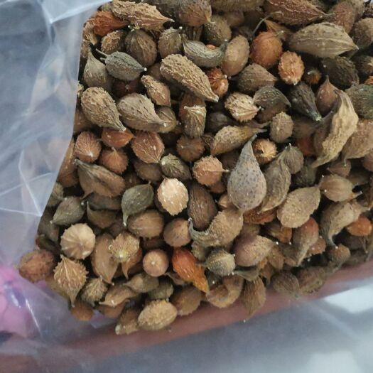 南靖县颗粒干品山苦瓜