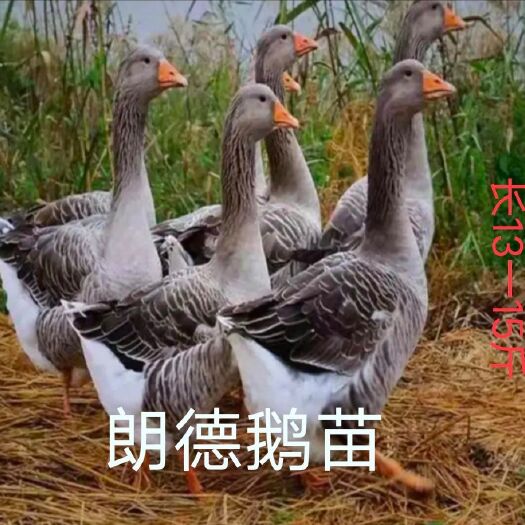 南宁纯种朗德鹅苗、厂家直销、包防疫、全国供应