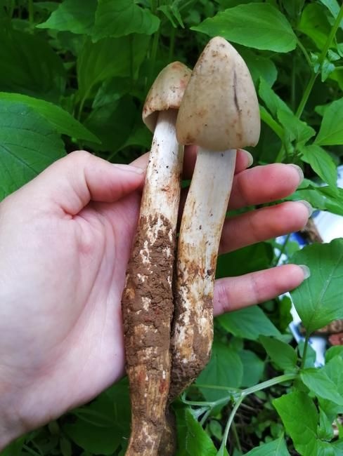 西昌市鸡枞菌 新鲜下山 鸡枞 每天早上上山挖的
