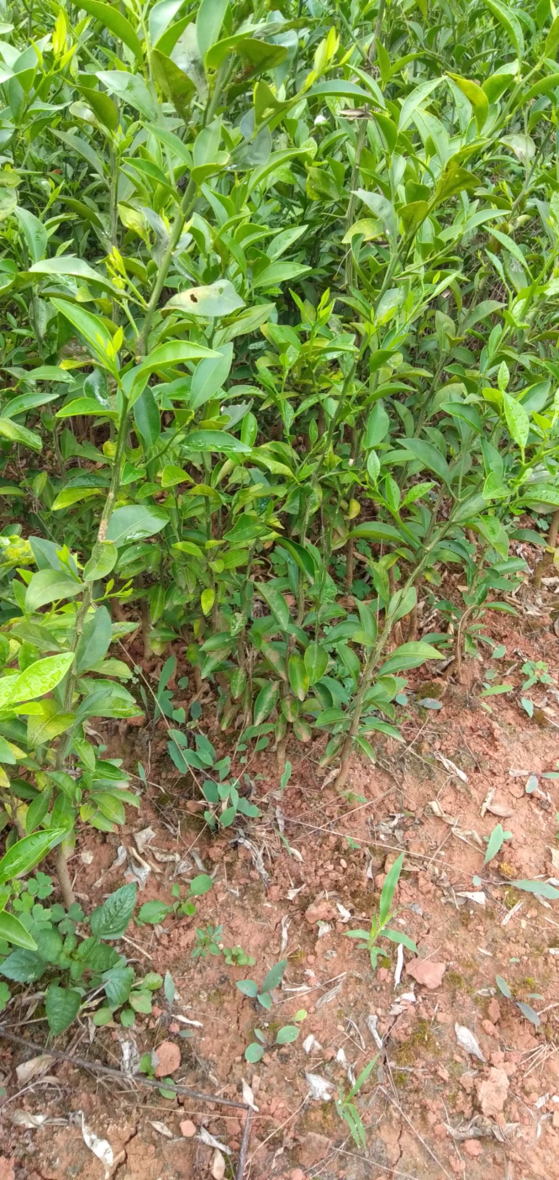 红桔苗  红橘实生苗(地径5毫米至1公分通货)