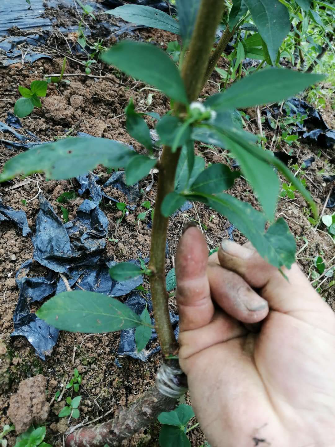 奈李苗  黄金奈李嫁接苗