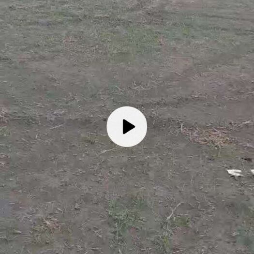 遂溪县 有老板需要地种毛豆地
