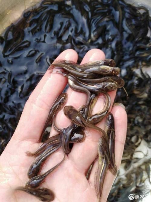 荣县 【大口鲢鱼苗】大量批发各种鱼苗及成品鱼，价格实惠