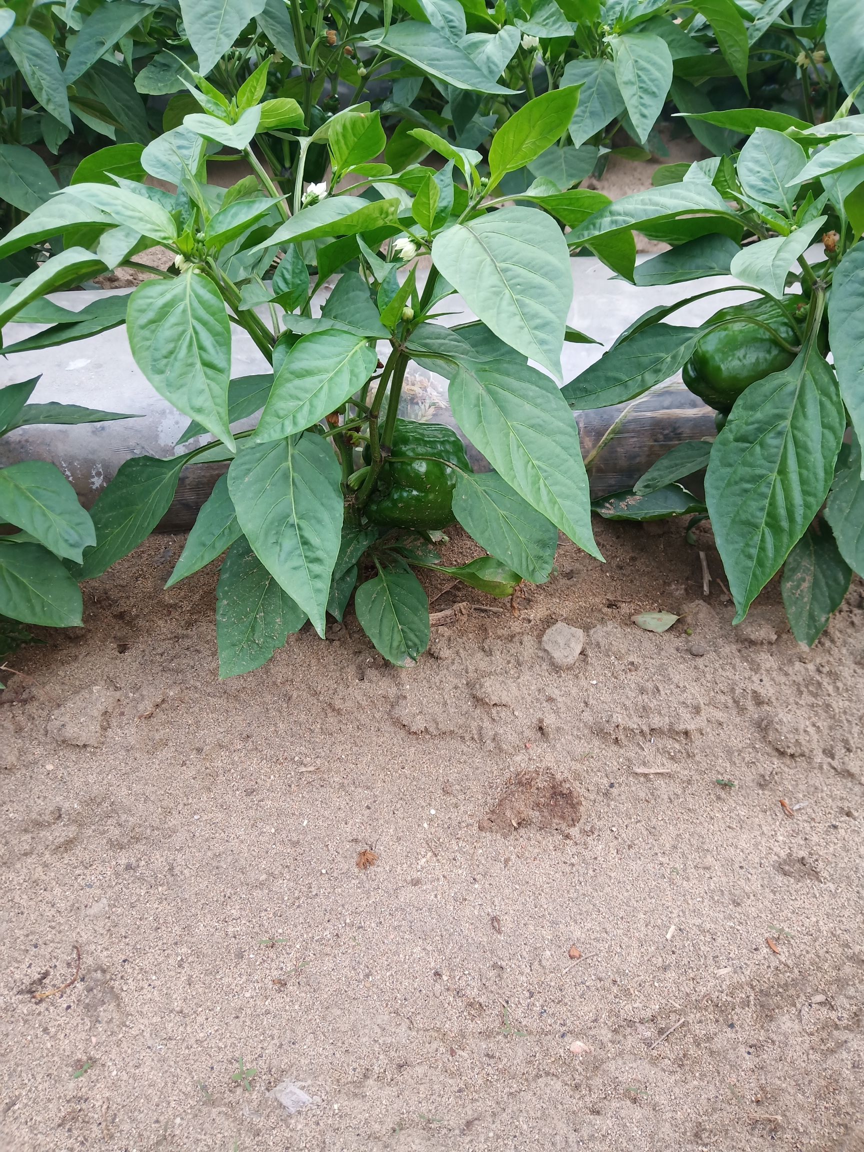 圆椒 甜辣
