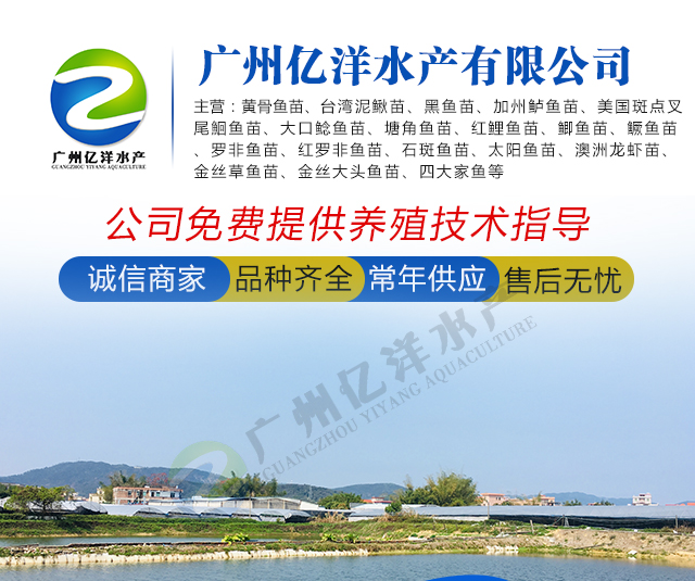 黄骨鱼苗  杂交黄骨苗 快大良种 技术指导 包邮送货