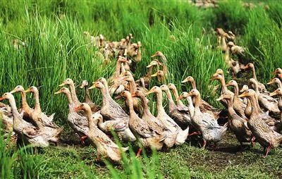 大安市 散养鸭子5-6斤25一只有10000只需要的联系