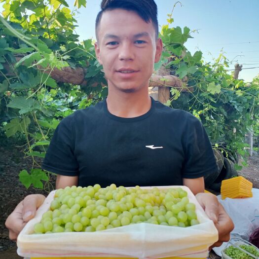 吐鲁番 吐鲁番无核白葡萄2020年7月8号就熟了，需要可以提前预订