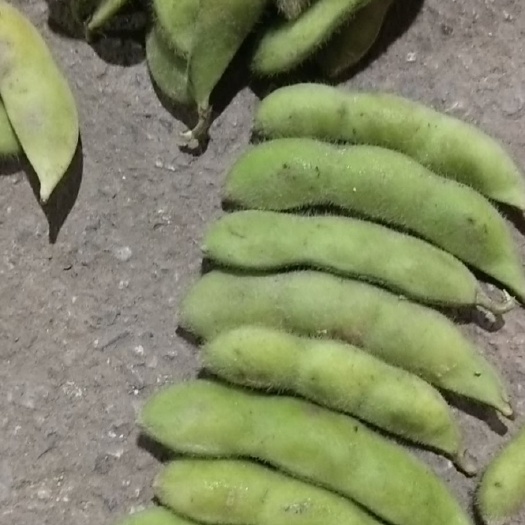 大邑县毛豆 优质优价