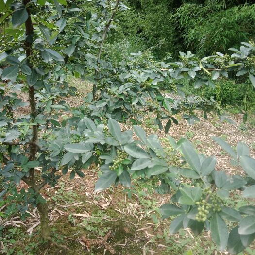 邛崃市 出售花椒