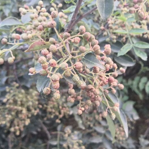临沭县 鲜花椒