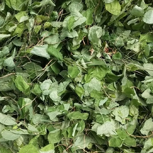 小叶淫羊霍  甘肃淫羊藿