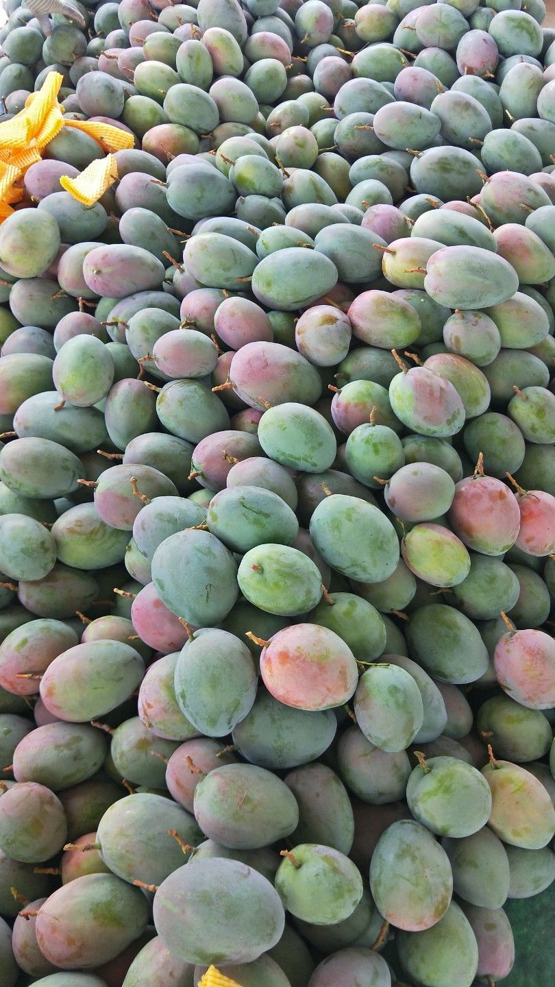  攀枝花凯特芒果