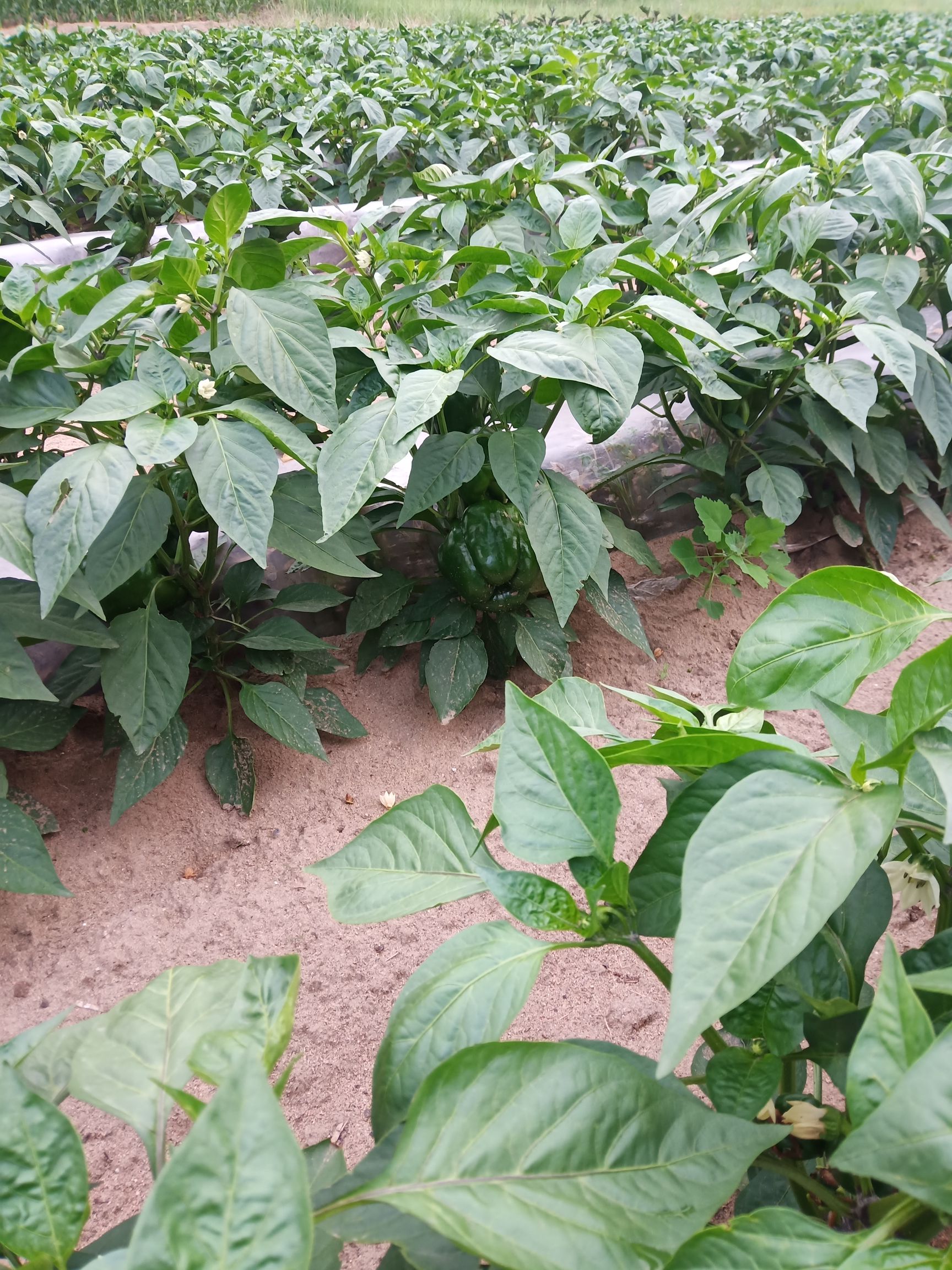 圆椒 甜辣