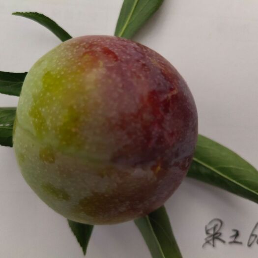 旺苍县 来自海拔1500米秦巴山脉旺苍县，早晚温差很大李子香脆甜！