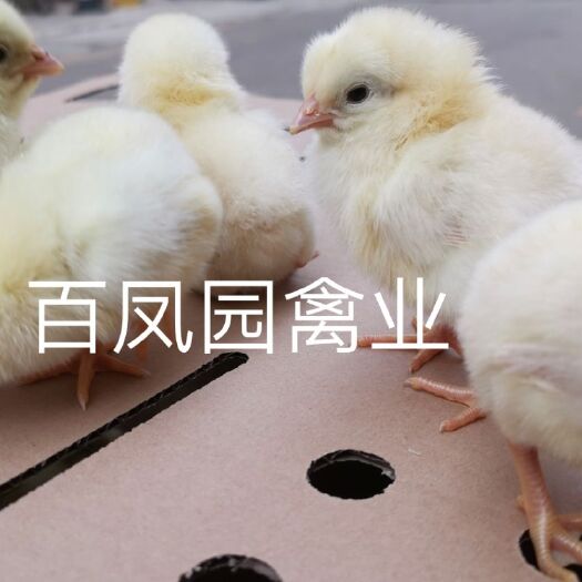 昆明 白毛蛋鸡 海兰灰蛋鸡 罗曼粉蛋鸡鸡苗 脱温苗