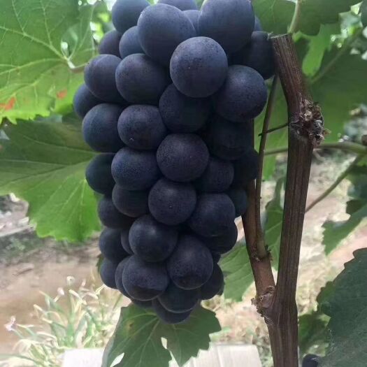 晋州市京亚葡萄 颜色好产地供应。