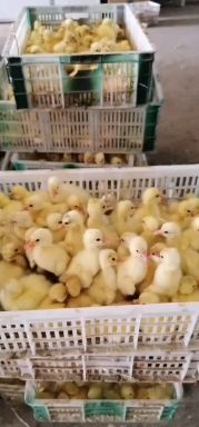 衡阳 大种【三花鹅苗】