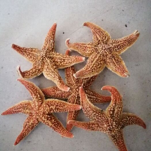 亳州大海星，海盘车