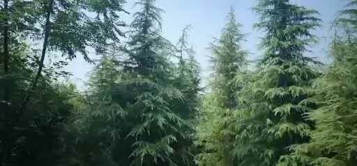 南京 雪松大量供应