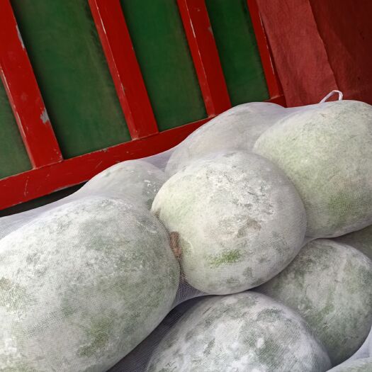 邯郸 精品蔬菜   精品小冬瓜