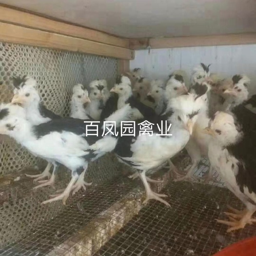 昆明 贵妃鸡鸡苗 珍禽 脱温苗