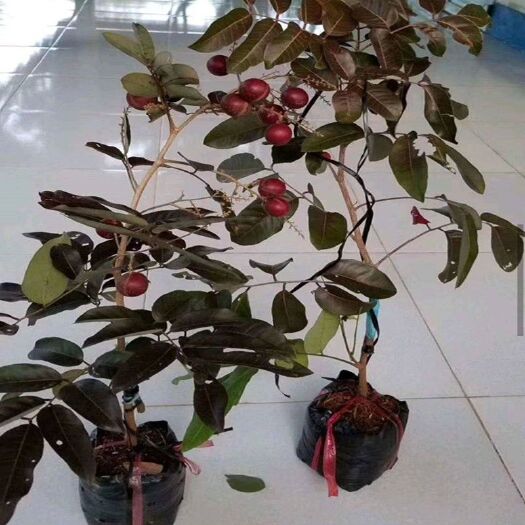 灵山县红壳龙眼苗  泰国新引进红皮龙眼树苗嫁接红皮龙眼苗四季结果南北方种植龙眼苗