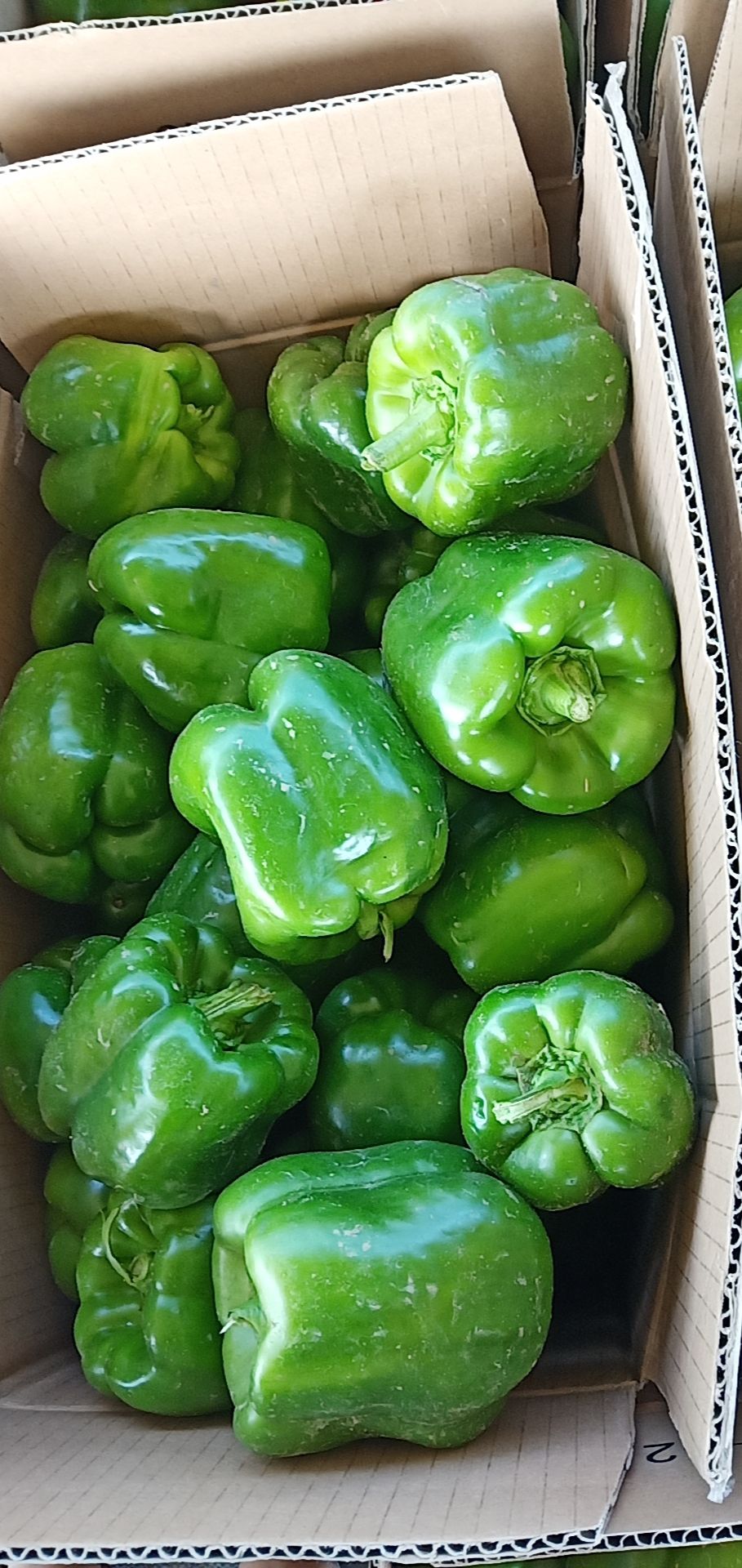 圆椒 甜辣