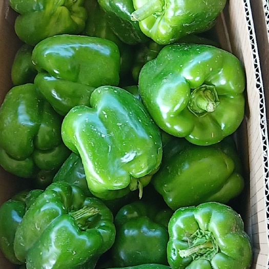 山阴县圆椒 甜辣
