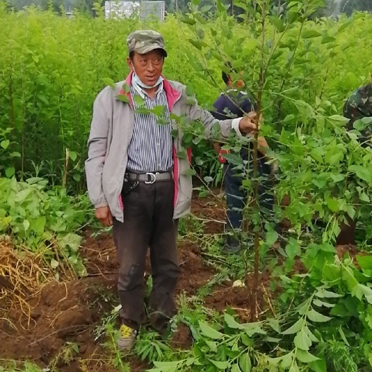 滦平县蛋白桑苗 抗寒生态桑苗径2--5公分高1.5m-2m已经修