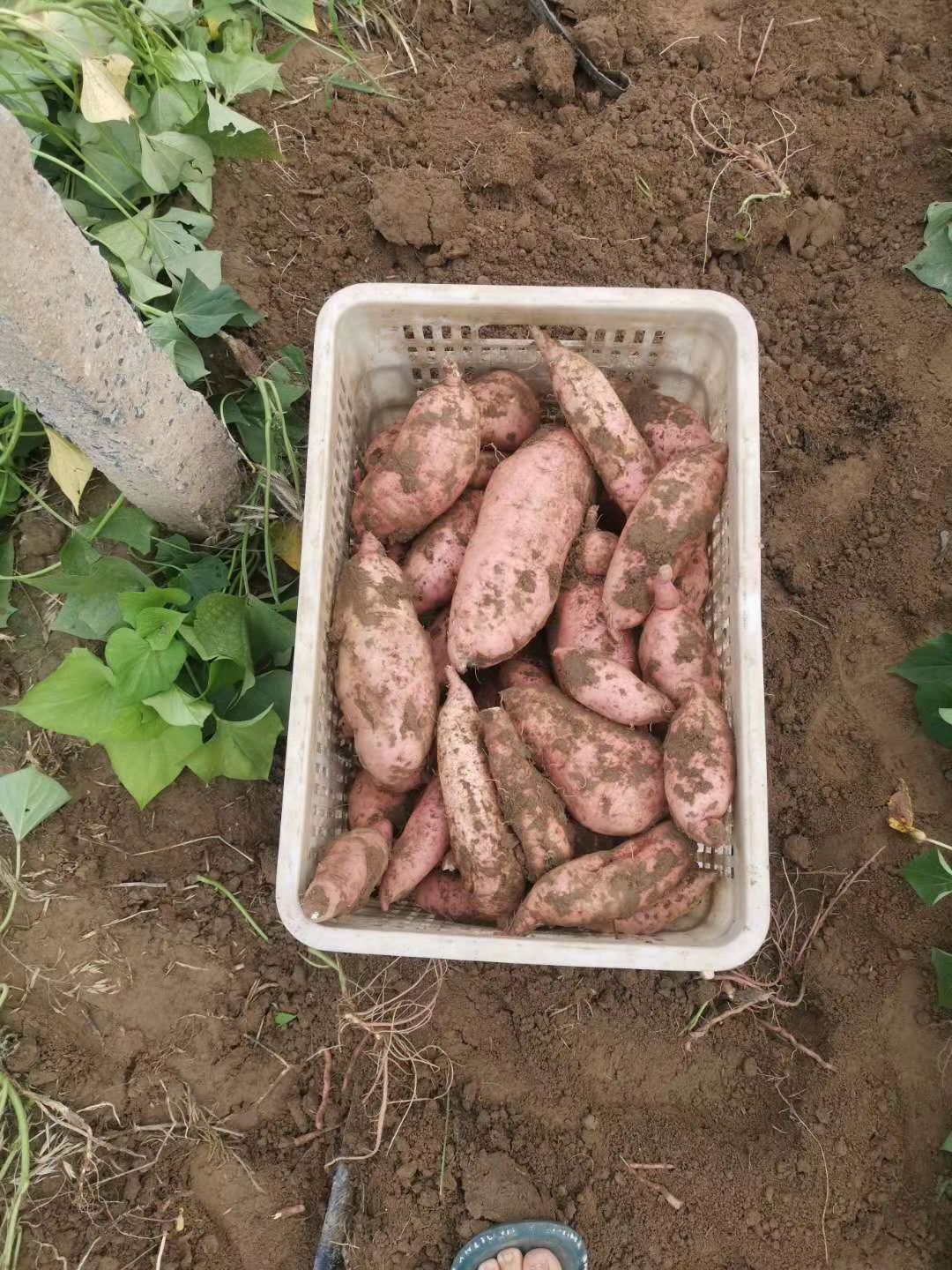 龙薯九号  河北保定红薯龙暑九，西瓜红。