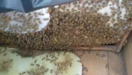 蜜蜂  质量取胜！养蜂合作社中蜂养殖技术支持，标准48.