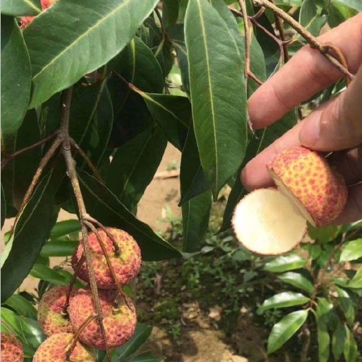 灵山县无核荔枝苗  广西嫁接妃子笑桂味仙进奉荔枝苗包邮