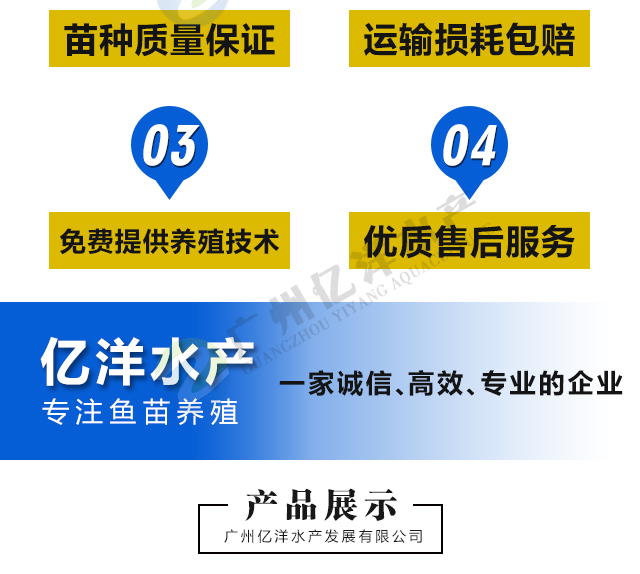 黄骨鱼苗  杂交黄骨苗 快大良种 技术指导 包邮送货