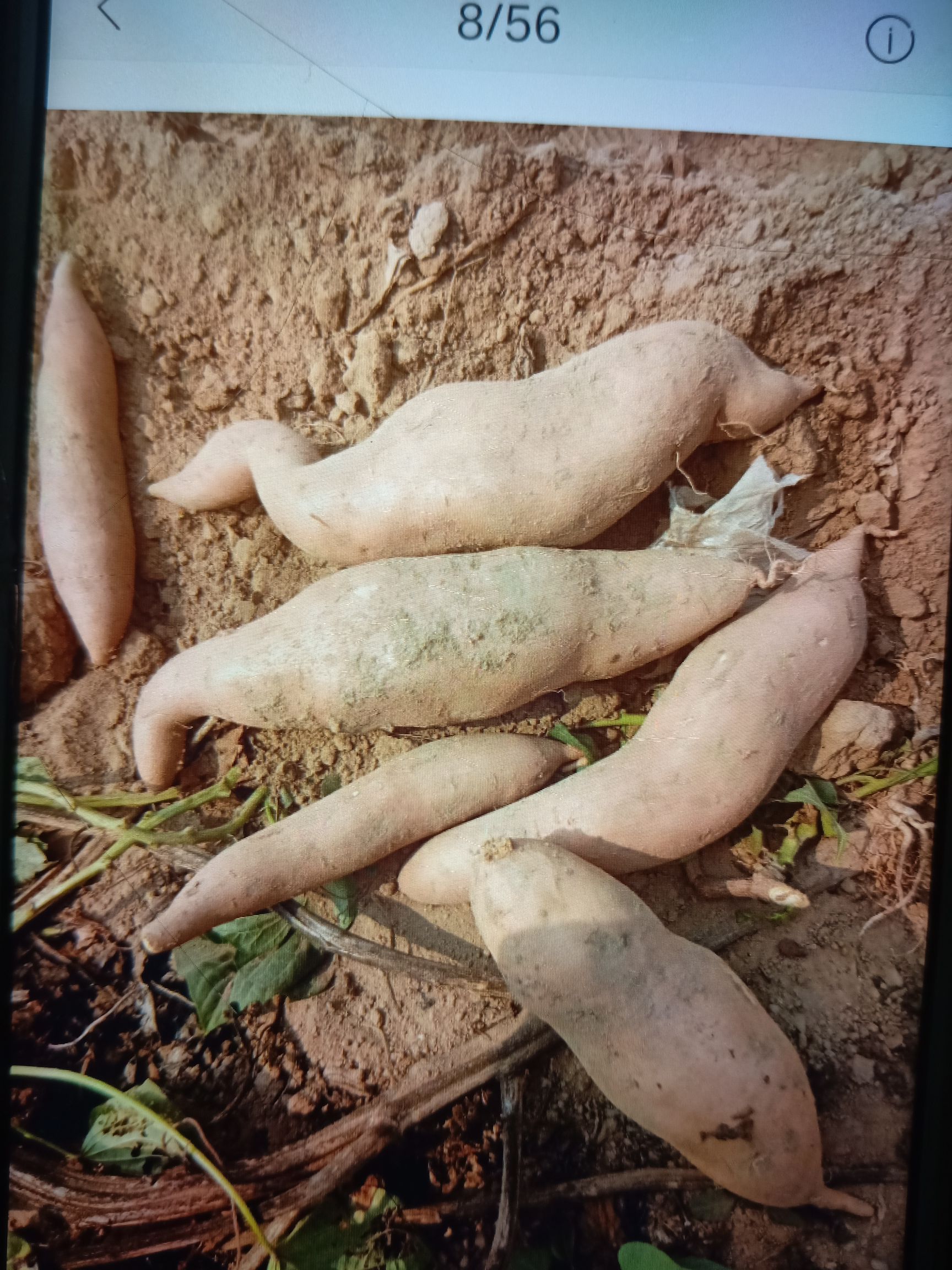 龙薯九号  河北保定红薯龙暑九，西瓜红。