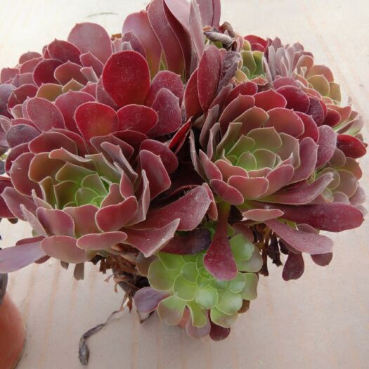 东平县法师铜壶 铜壶法师