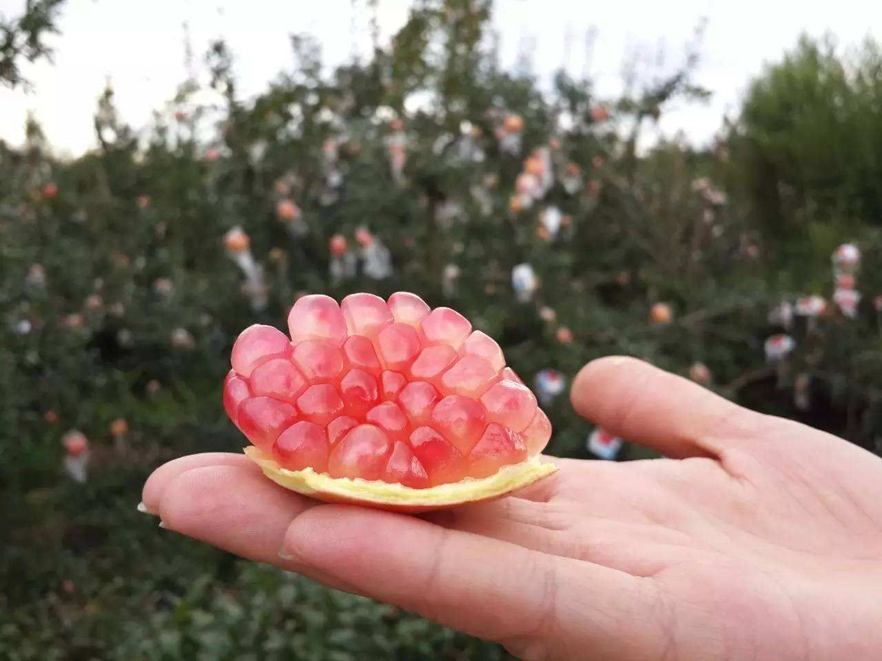  蒙自正宗老树甜石榴