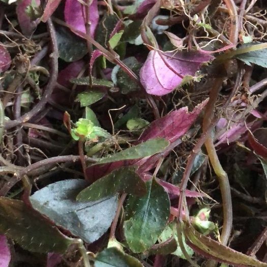 宜春风柜斗草