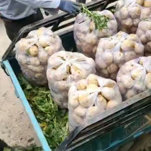 靖远县 甘肃土豆量大质优