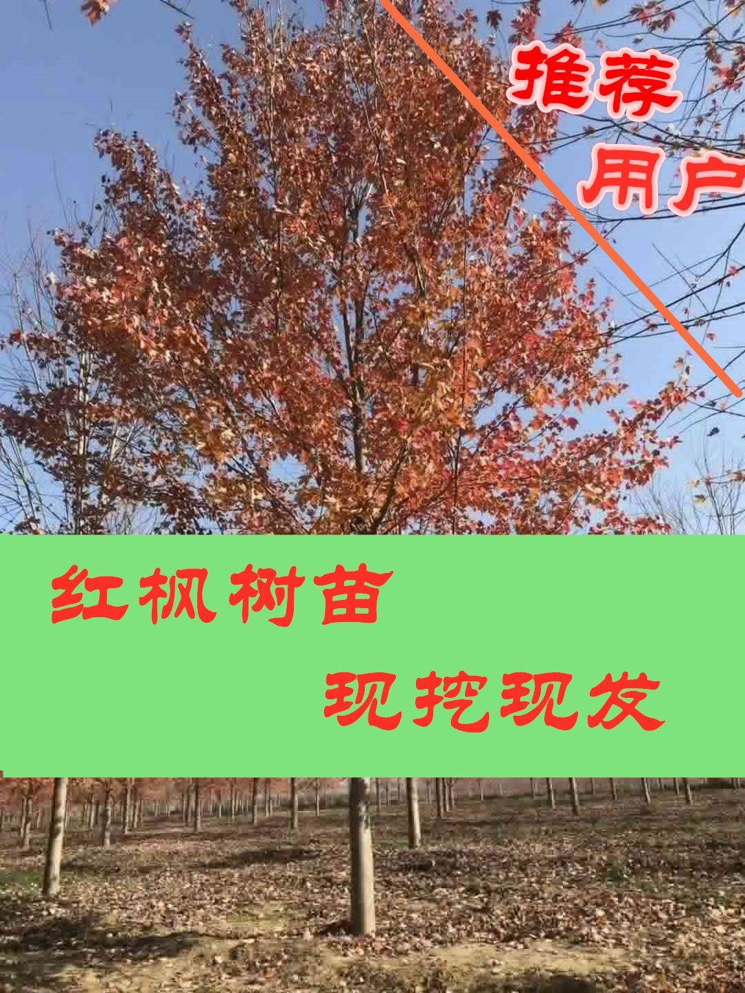 美国红枫，秋火焰5-20公分出售，苗圃直销，无病虫害